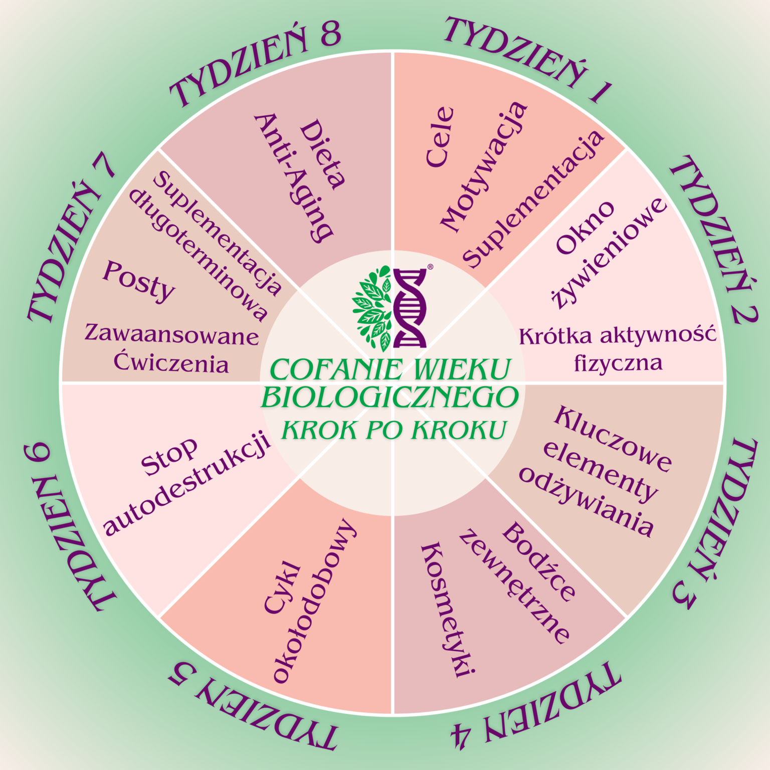 Program Cofanie wieku biologicznego krok po kroku Koło objaśniające długowieczność dieta długowieczności antiaging konsultacje medyczne regeneracja dna komórki starcze Diagram kolisty